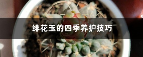 绯花玉的四季养护技巧