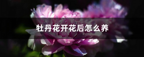 牡丹花开花后怎么养