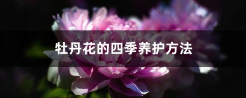 牡丹花的四季养护方法