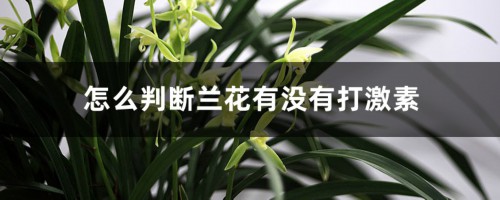 怎么判断兰花有没有打激素