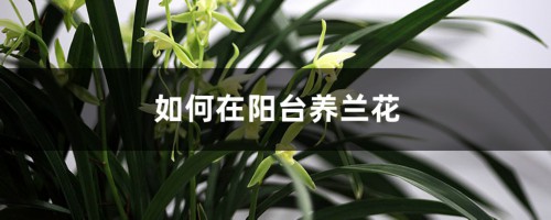 如何在阳台养兰花