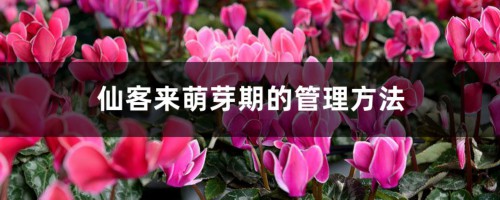 仙客来萌芽期的管理方法