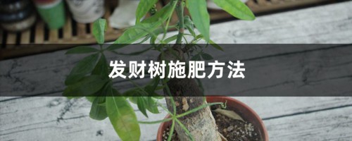 发财树施肥方法