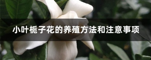 小叶栀子花的养殖方法和注意事项