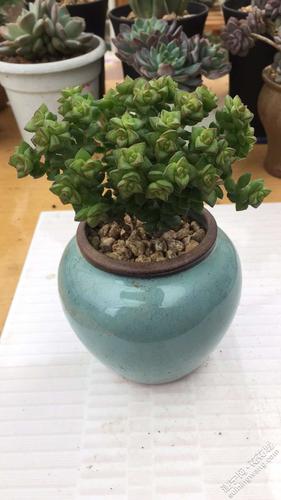 遂宁植物