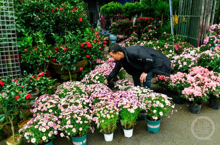 盆栽花市